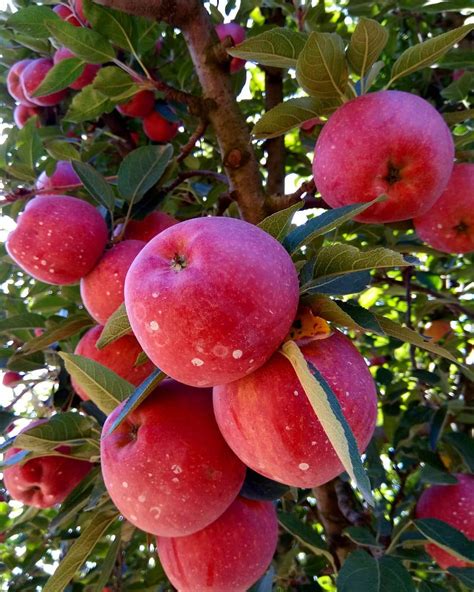 Kashmiri apple is so famous all over the world.Apple is probably the most ancient fruit ...