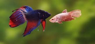 Female Betta Fish