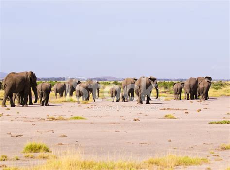 Amboseli Elephants Stock Photo | Royalty-Free | FreeImages