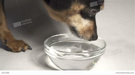 SLOW MOTION: Dog Drinking Water Stock video footage | 3421968