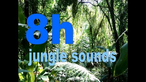 Jungle Sounds And Pictures Youtube