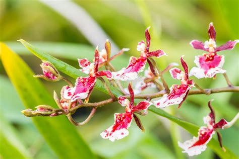 Red Oncidium orchid. stock photo. Image of natural, blossom - 71413960