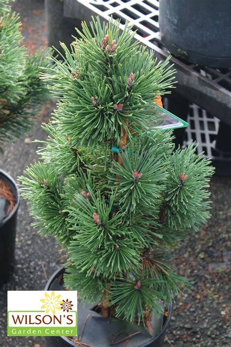 Pinus mugo 'Columnaris' - (Mugo Pine) A very narrow upright mugo pine, perfect for tight ...