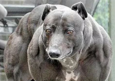 Is This the 'Strongest Dog in the World'?