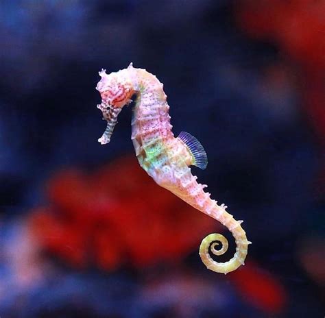 Rainbow Seahorse : r/Eyebleach