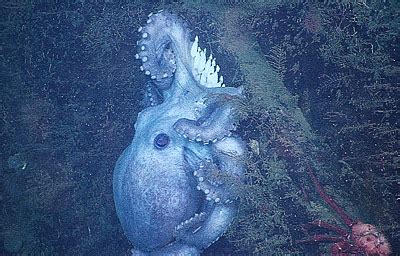 Deep-sea octopus broods eggs for over four years—longer than any known ...