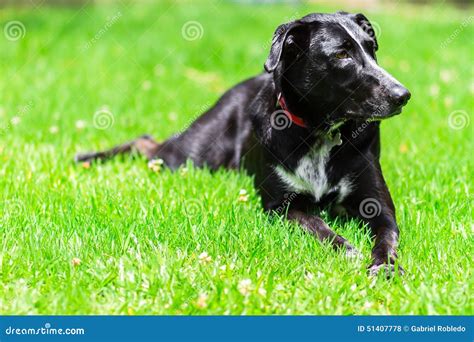 Happy dog stock photo. Image of funny, field, canine - 51407778