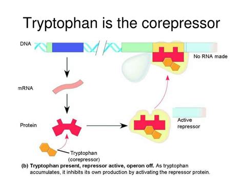 PPT - Controlling Gene Expression PowerPoint Presentation, free ...