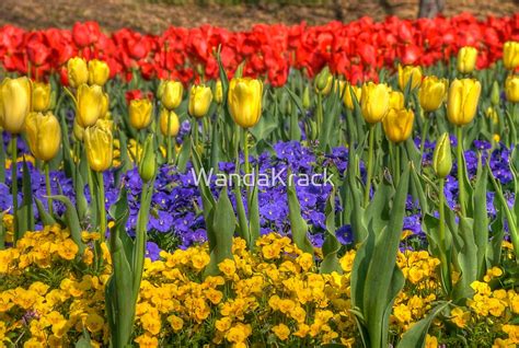 "Spring Flowers at Centennial Park, Nashville, Tennessee" by WandaKrack ...