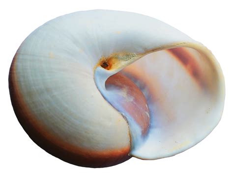 Sea Ocean Shell PNG Image - PurePNG | Free transparent CC0 PNG Image Library