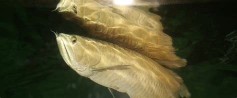 Silver Arowana Fish Care Guide: Fact Sheet, Breeding, Behavior