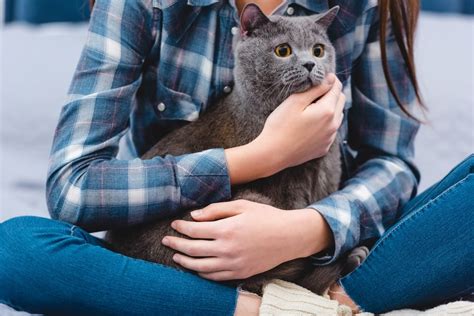 Why Is My Cat Suddenly Clingy? (Answered & Explained) - PetsBeam.com