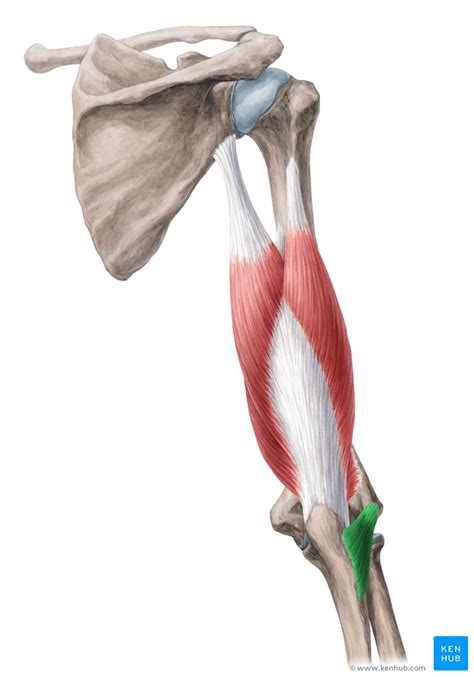 Anconeus muscle: Origin, insertion, innervation, function | Kenhub