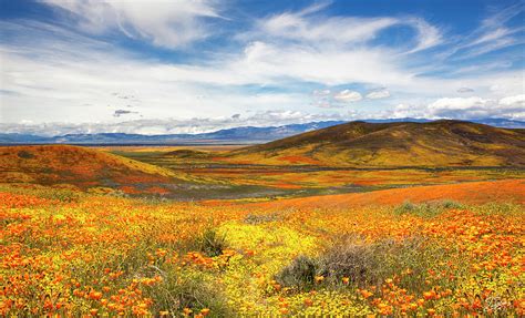 The Poppy Reserve Photograph by Endre Balogh | Fine Art America