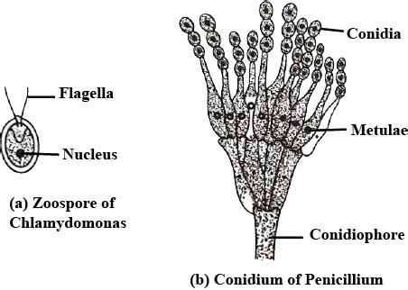 Short Notes.Draw the sketches of a zoospores and a conidia. Mention two ...