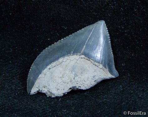 Fossil Squalicorax Tooth - North Carolina (#1431) For Sale - FossilEra.com