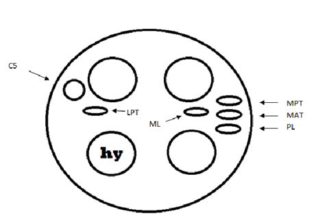 A Diagram of the Accessory Cusps of the Upper Molar . ( upper molar ...