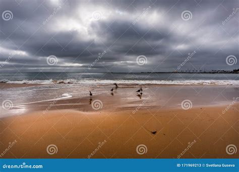 Cascais Beaches in Winter. Seagulls in the Sand. Portugal Stock Image - Image of waves, bright ...