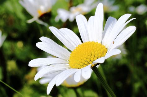 Free photo: Daisy, Blossom, Bloom, White - Free Image on Pixabay - 800677