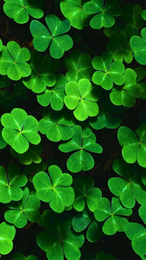 Shamrock Wallpapers - Top Free Shamrock Backgrounds - WallpaperAccess