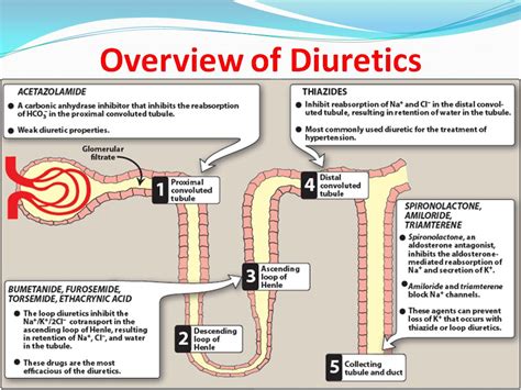 Diuretics | Pharmacology nursing, Nurse teaching, Pharmacology