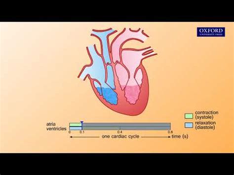 Animation E1, 3.2 The cardiac cycle - YouTube