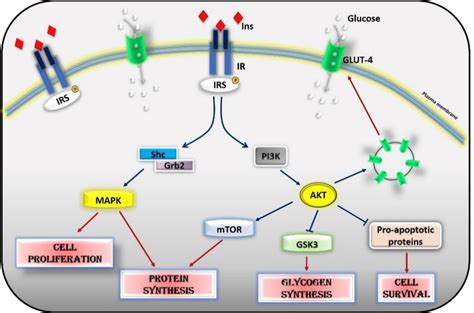 Insulin signaling cascade. Insulin activates the insulin receptor ...