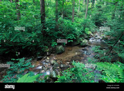 Japanese Giant Salamander (Andrias japonicus) habitat, Honshu, Japan Stock Photo - Alamy