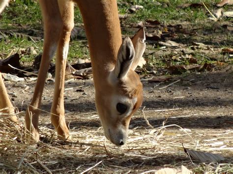 Love, Joy and Peas: Zoos and a Baby Gazelle: Day 16 of 30 Days of ...