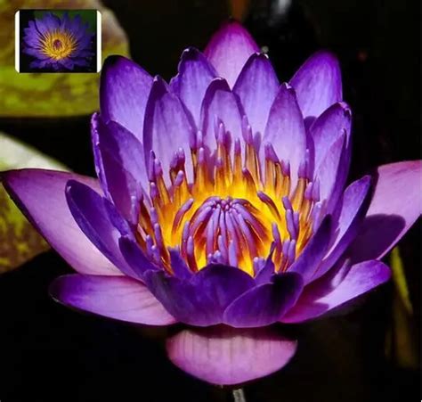 Professional Packs, 2 Seeds/pack, Purple Nymphaea Caerulea Asian Water ...