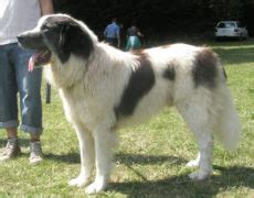 Tornjak Info, Temperament, Puppies, Pictures