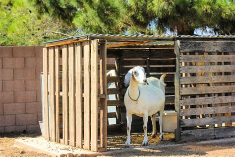 15 Free DIY Goat Shelter Plans (Easy Goat House Ideas)