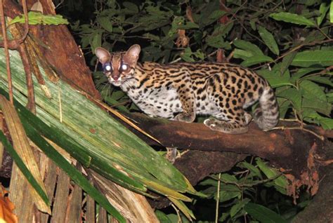 Tropical Eden revealed: Suriname's strange species - Slideshows and ...