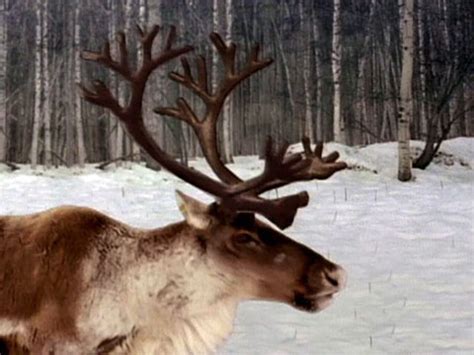 Amazing Antlers