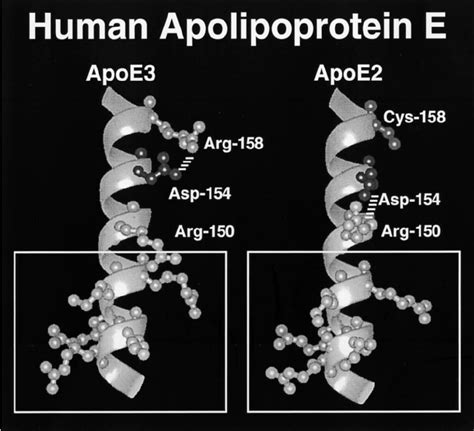 Three-dimensional structure of the receptor-binding domains of apoE3... | Download Scientific ...