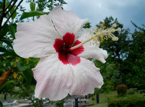 Laman Kambatik Plants list (3rd ed.): Hibiscus hybrid flowers