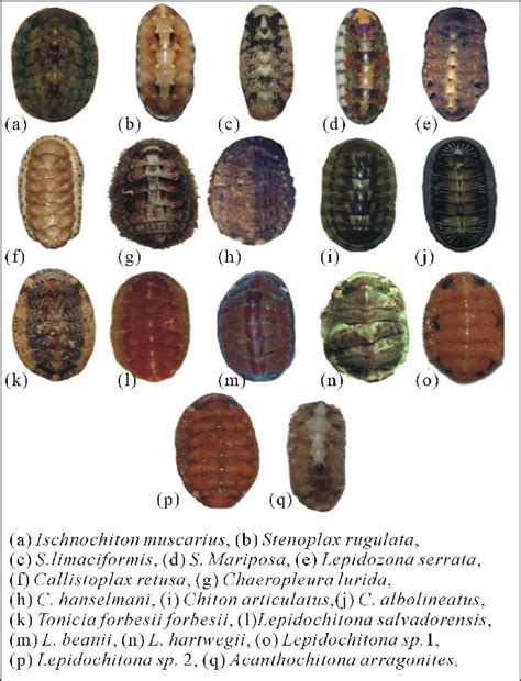 Species of Class Polyplacophora at the rocky intertidal zone on the ...