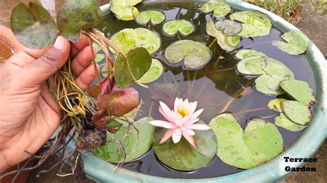 How to Grow Water Lilies in a Bowl - Back Gardener