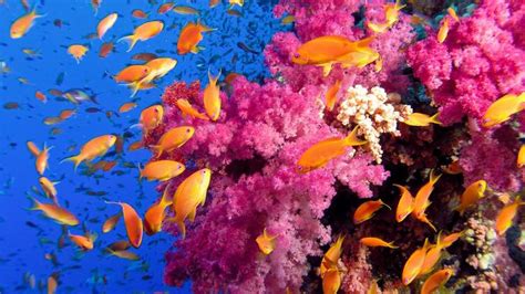 With humans at home, coral reefs and marine animals in Hawaii are thriving