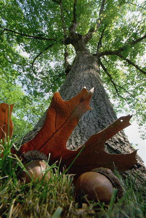 Northern Red Oak Acorns And Tree Photograph by Mark Moffett