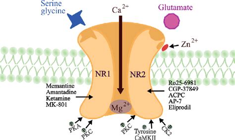 Nmda Antagonist How It Works