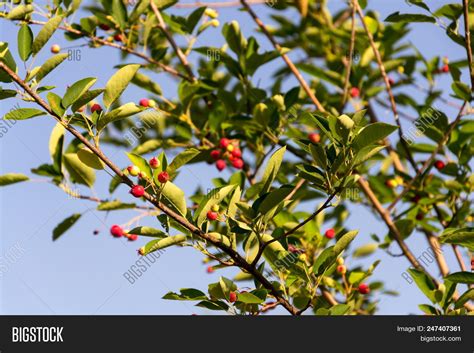 Fruit Berries Shadbush Image & Photo (Free Trial) | Bigstock