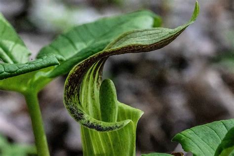 Arisaema Triphyllum Seeds (Jack-in-the-Pulpit Seeds, Indian, 41% OFF