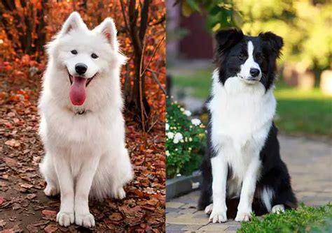 All About The Samoyed Border Collie Mix (Samollie) With Pictures