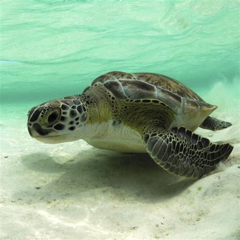 Green Sea Turtle | Rainforest Alliance