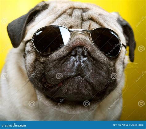 Pug with sunglasses. stock image. Image of eyes, doggy - 117277865