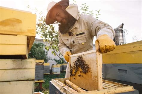 15 Steps to Start Honey Bee Farming in UAE: Types of Bees and Beekeeping Business Plan