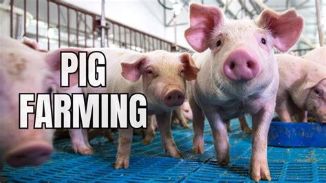 Pig Farming For Beginners - Raising Pigs - YouTube