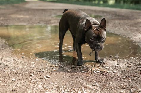 French Bulldog Tail Docking Debunked