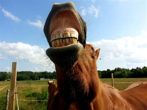 Horse Smiling Free Stock Photo - Public Domain Pictures
